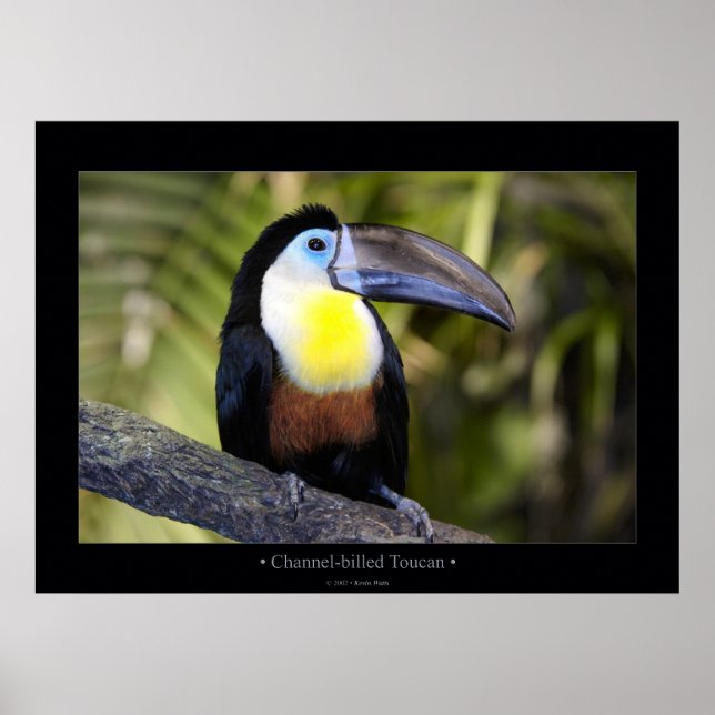 Póster Toucan con factura de canal (Frente)