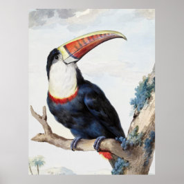 Póster Toucan de factura roja (1748) por Aert Schouman