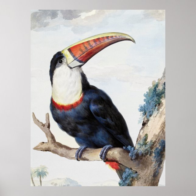 Póster Toucan de factura roja (1748) por Aert Schouman (Frente)