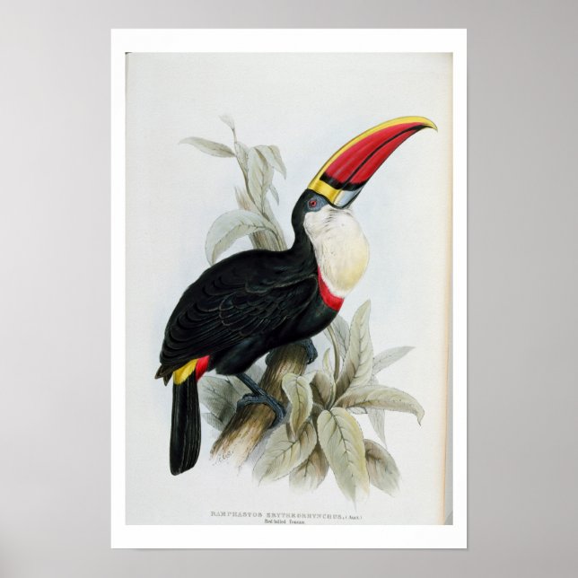 Póster Toucan de facturación roja, de 'A Monograph of the (Frente)