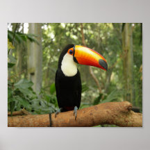 Toucan en la rama del árbol