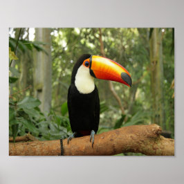 Póster Toucan en la rama del árbol