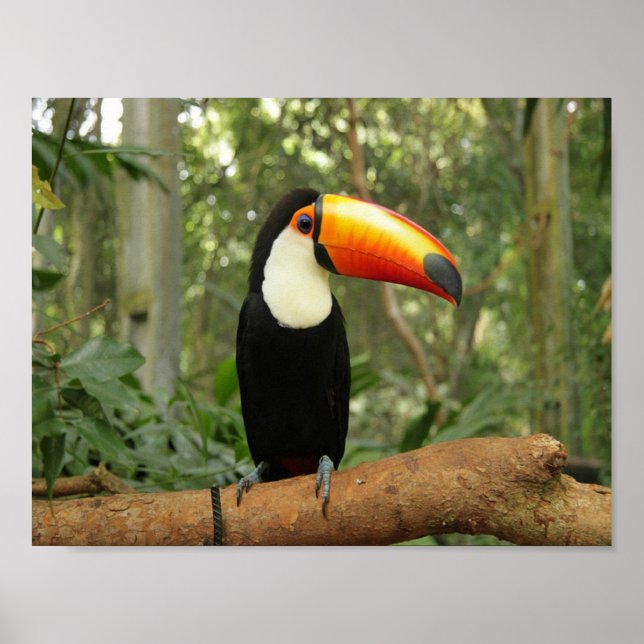 Póster Toucan en la rama del árbol (Frente)