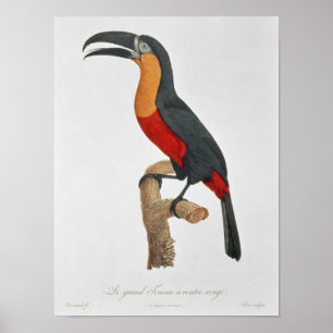 Póster Toucan: Gran Red-Bellie de Jacques Barraband