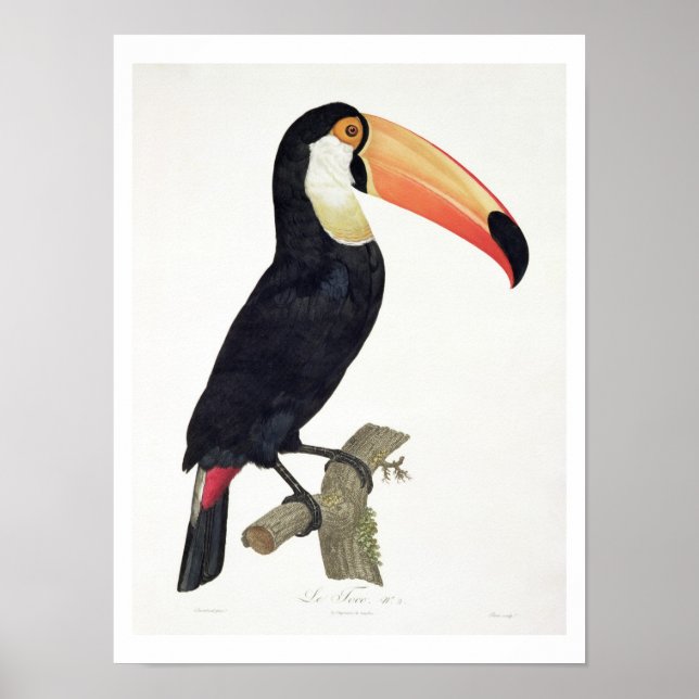 Póster Toucan No.2, de 'Historia de las Aves de Paradis (Frente)
