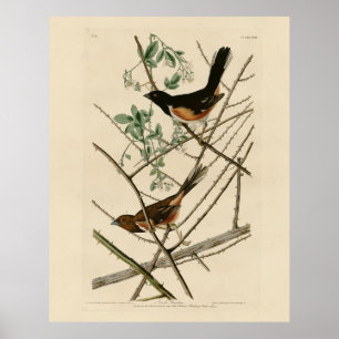 Póster Towee Bunting (Towee oriental) de los pájaros de A