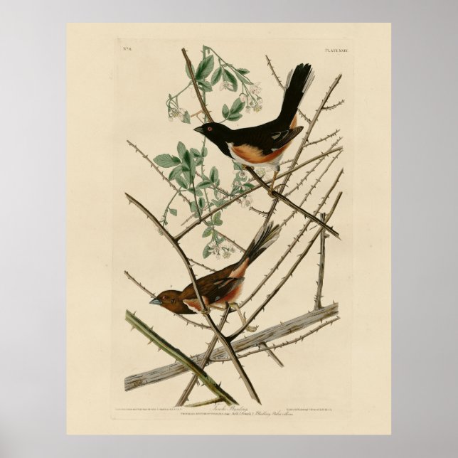Póster Towee Bunting (Towee oriental) de los pájaros de A (Frente)