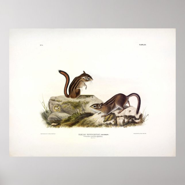 Póster Townsend's Ground Squirrel (Chipmunk) by Audubon (Frente)