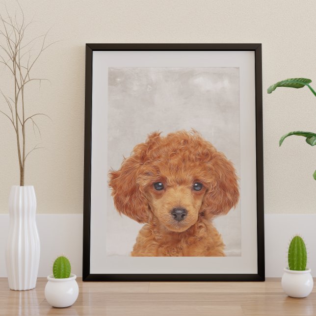 Poster Toy Poodle (Subido por el creador)