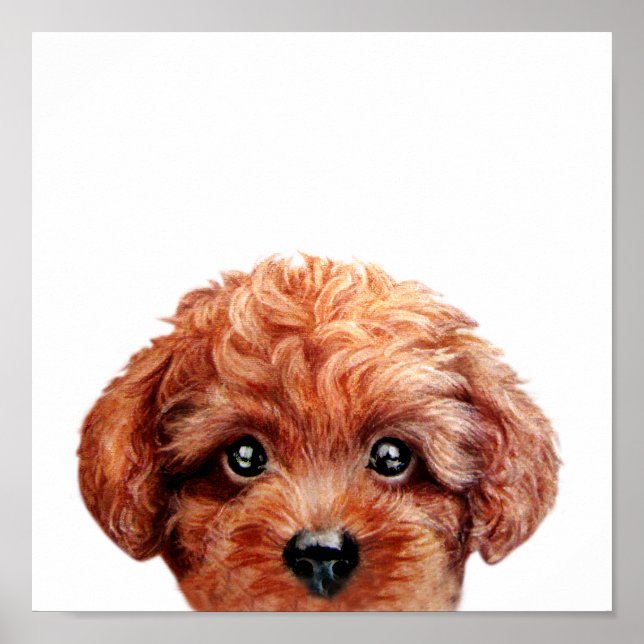 Póster Toy poodle poster (Frente)