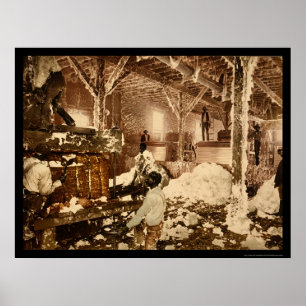 Póster Trabajadores dentro de la cosecha de algodón en Da