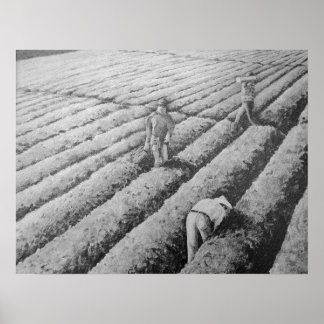 Póster Trabajadores mexicanos migrantes de Watsonville