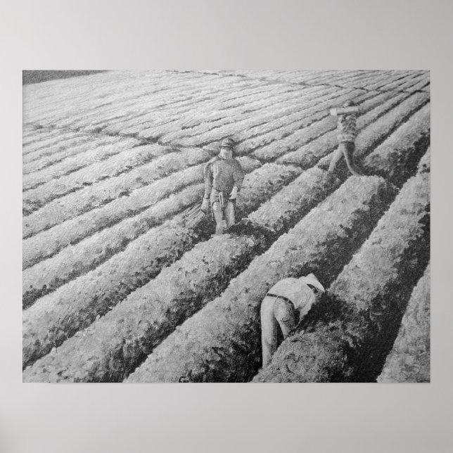 Póster Trabajadores mexicanos migrantes de Watsonville (Frente)