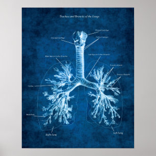 Póster Trachea y Bronchi de los pulmones Anatomía Decor d