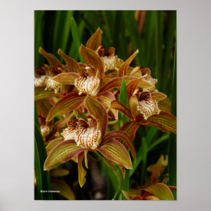 Póster Tracyanum del Cymbidium