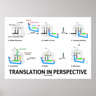 Póster Traducción en perspectiva (Proteína de biología de