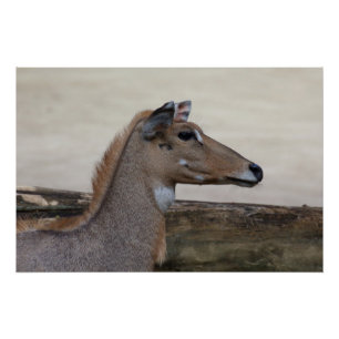 Póster Tragamelus boselaphus