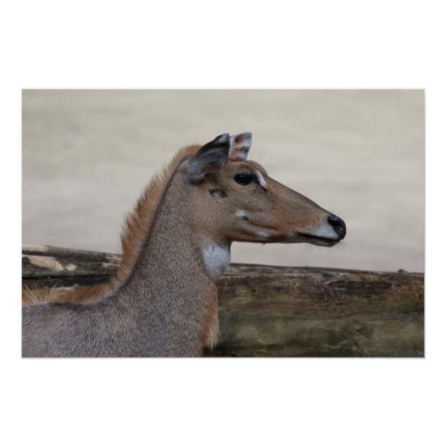 Póster Tragamelus boselaphus (Anverso)