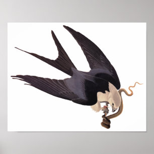 Póster Tragar el halcón de cola con el Audubon de la vend