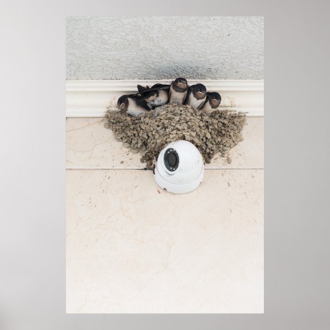 Póster Tragar los insectos sentados en nido (Frente)