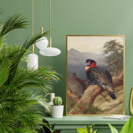 Póster Tragopan occidental, Ilustraciones de aves