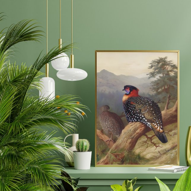 Póster Tragopan occidental, Ilustraciones de aves (Subido por el creador)