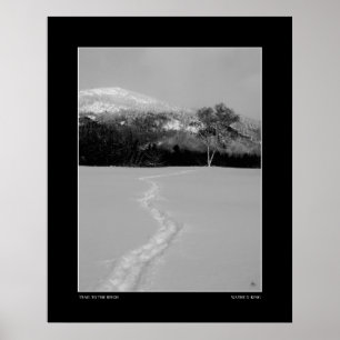 Póster Trail a un birch en invierno (monocromo)