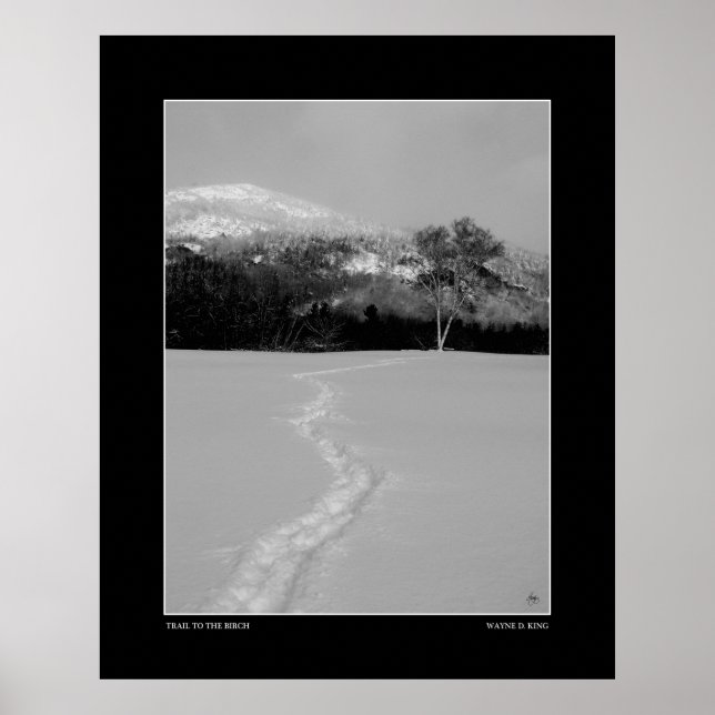 Póster Trail a un birch en invierno (monocromo) (Frente)