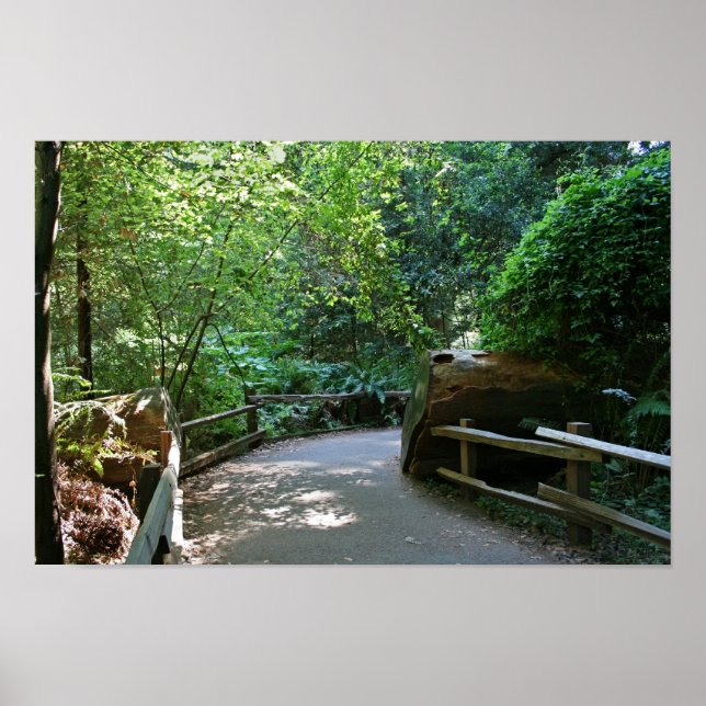 Póster "Trail Break", Muir Woods (Frente)