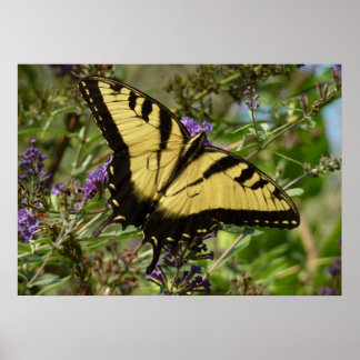 Póster Traje de cola torrencial con mariposa Bush