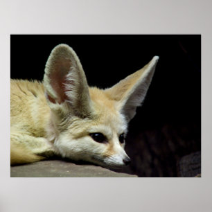 Póster Tranquilidad absoluta