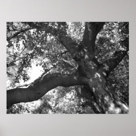 Póster Tranquility Poster