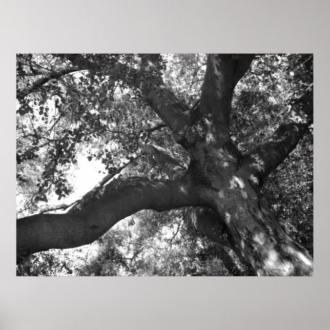 Póster Tranquility Poster (Frente)