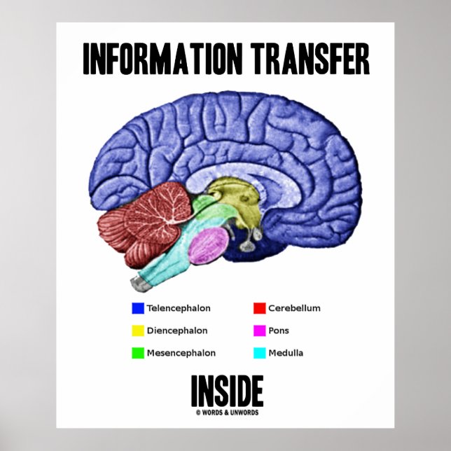 Póster Transferencia de información interna (Anatomía cer (Frente)