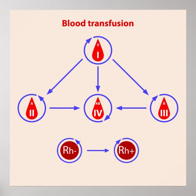 Póster transfusión de sangre infográfica (Frente)