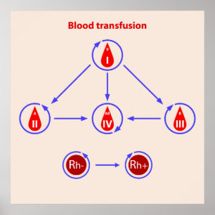 Póster transfusión de sangre infographic