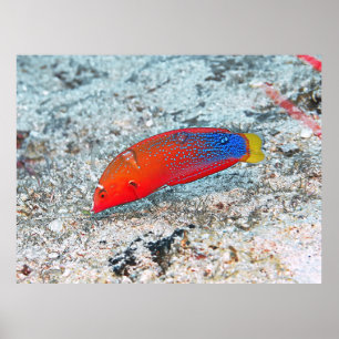 Póster Transición intermedia