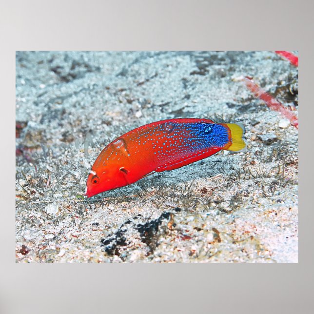 Póster Transición intermedia (Frente)