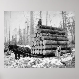 Póster Transportando una carga de troncos, 1908. Foto ant