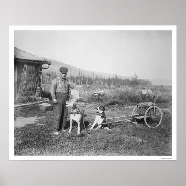 Póster Transporte de carretas de perro de Alaska 1916 (Frente)