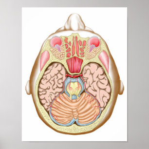 Póster Transverse Section Of The Midbrain