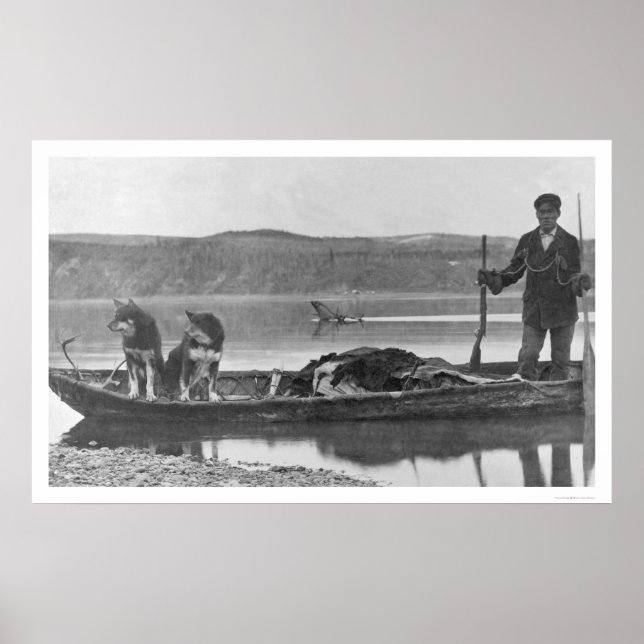 Póster Trapper con pieles y perros Alaska 1906 (Frente)