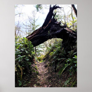 Póster Trayecto de buceo de bosques costeros, decepción d