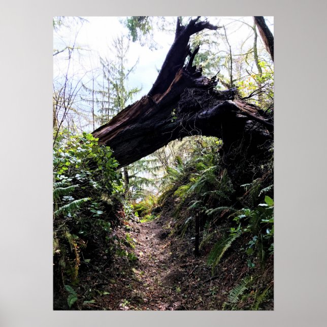 Póster Trayecto de buceo de bosques costeros, decepción d (Frente)