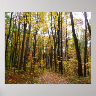 Póster Trayecto de otoño y hojas de oro en Laurel Hill Pa