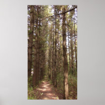Trayecto en un bosque de pinos