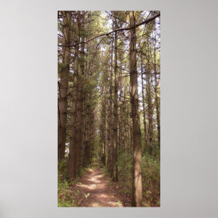 Póster Trayecto en un bosque de pinos