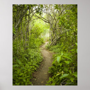 Póster Trayectoria a través del bosque