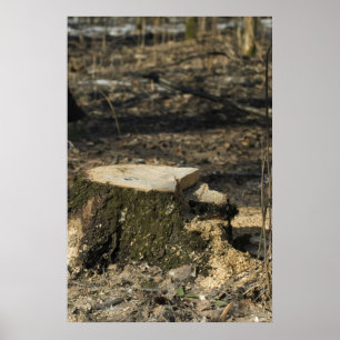 Póster Trayectoria de árbol