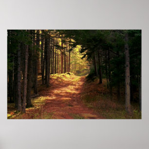 Póster Trayectoria de bosque Sunlit